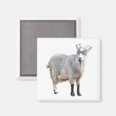 グレーヤギ農場動物自然写真 マグネット (正面/裏面)