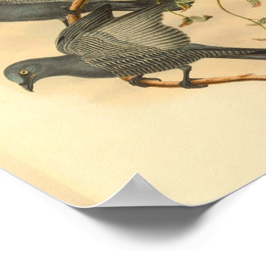 グレーラムセイズクッコシュリークバードヴィンテージプリント ポスター (角)