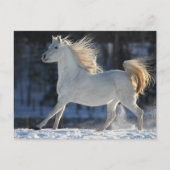 グレーランニングアラブの雪の谷の流れ ポストカード (正面)
