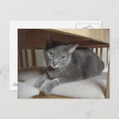グレーロシアの猫/青 ポストカード (正面/裏面)
