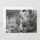 グレー子猫スリープ葉書 ポストカード (正面/裏面)