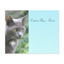 グレー子猫（青）