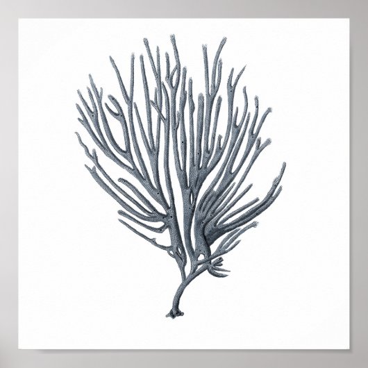 グレー海洋生物グループ12Aプリント#6シーコーラル ポスター (正面)