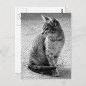 グレー猫のポストカード ポストカード (正面/裏面)