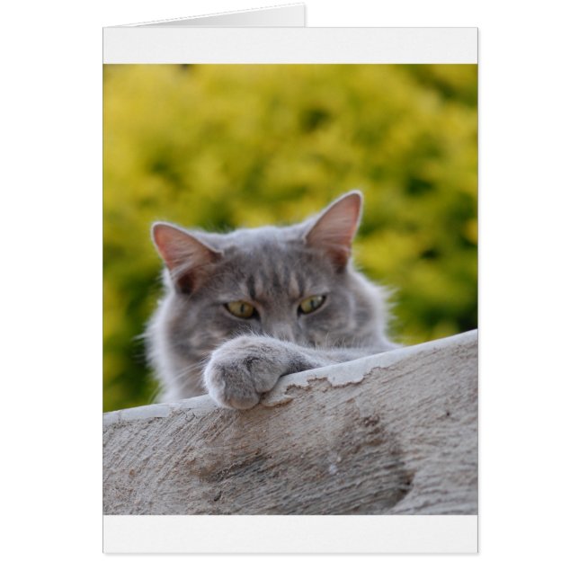 グレー猫の足 (正面)