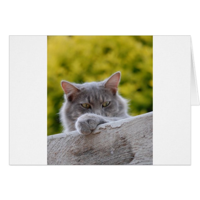 グレー猫の足 (正面横)