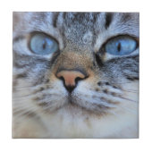 グレー猫 タイル (正面)