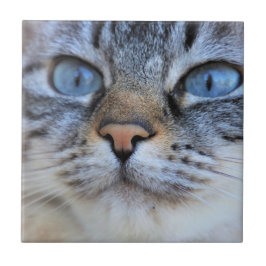 グレー猫 タイル