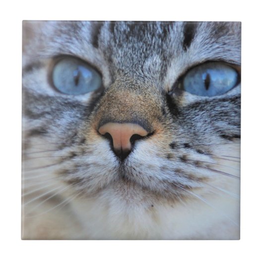 グレー猫 タイル (正面)