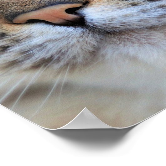 グレー猫 ポスター (角)