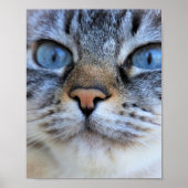 グレー猫 ポスター (正面)