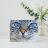 グレー猫 ポストカード (スタンド正面)