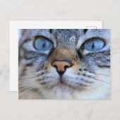 グレー猫 ポストカード (正面/裏面)