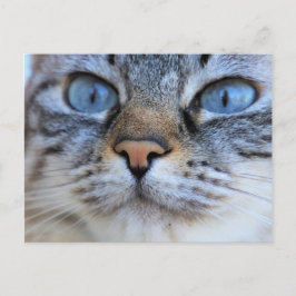 グレー猫 ポストカード