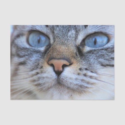 グレー猫 薄葉紙 (正面)