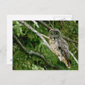 グレー素晴らしフクロウのポストカード ポストカード (正面/裏面)