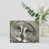 グレー素晴らしフクロウ葉書 ポストカード (スタンド正面)