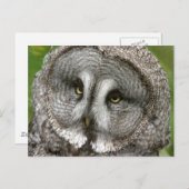 グレー素晴らしフクロウ葉書 ポストカード (正面/裏面)