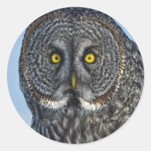 グレー素晴らしフクロウ野生動物ラプター写真 ラウンドシール