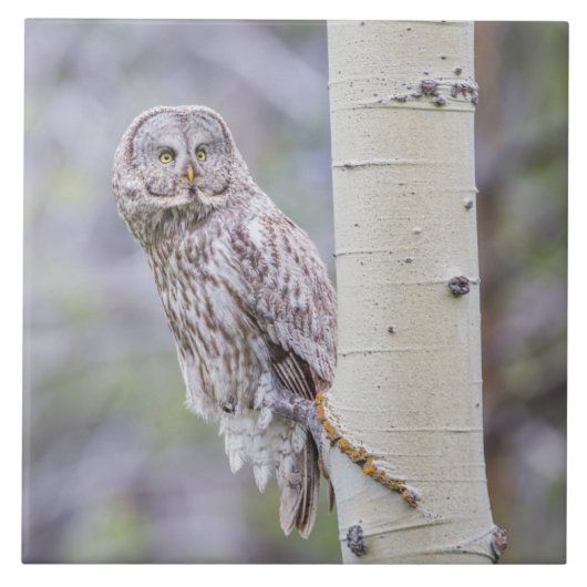 グレー素晴らし《植物》アスペンツリーブランチ タイル (正面)