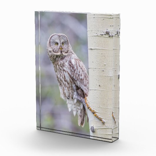 グレー素晴らし《植物》アスペンツリーブランチ フォトブロック (右)