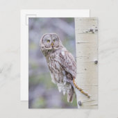 グレー素晴らし《植物》アスペンツリーブランチ ポストカード (正面/裏面)