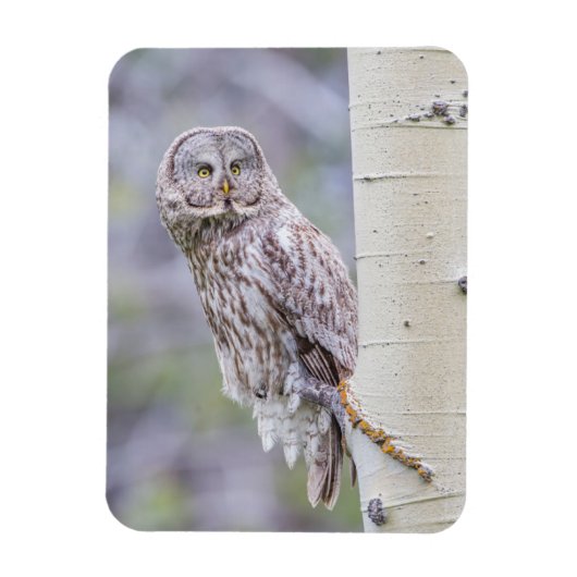 グレー素晴らし《植物》アスペンツリーブランチ マグネット (縦)