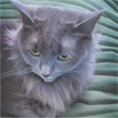 グレー緑のアイドキャットカスタムカットビニールのシール シール (正面)