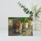 グレー虎猫かわいい野良猫ポストクロッシング ポストカード (スタンド正面)