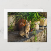 グレー虎猫かわいい野良猫ポストクロッシング ポストカード (正面/裏面)