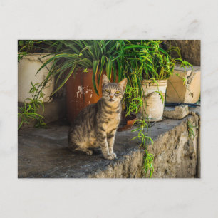 グレー虎猫かわいい野良猫ポストクロッシング ポストカード