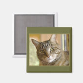 グレー虎猫クローズアップ写真 マグネット (正面/裏面)