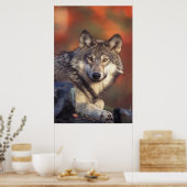 グレー・ウルフのポスター ポスター (キッチン)