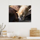 グレー・ウルフ・ポスター ポスター (キッチン)