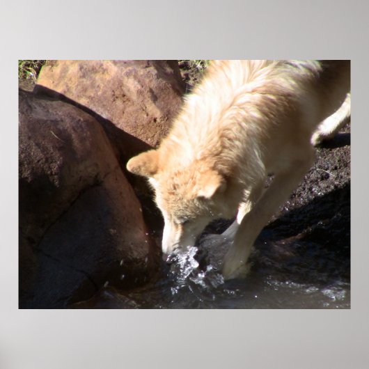 グレー・ウルフ・ポスター ポスター (正面)