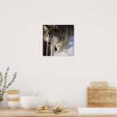 グレー・ウルフ・ポスター ポスター (キッチン)