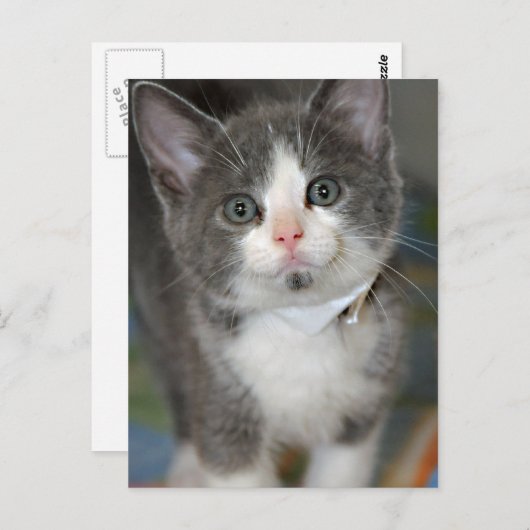 グレー/シルバー/グレーと白のキットンポストカード ポストカード (正面/裏面)