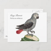 グレー・パロット - Psittacus erithacus ポストカード (正面/裏面)