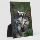 グレー ブラウン 白猫 緑の目 フォトプラーク (側面)