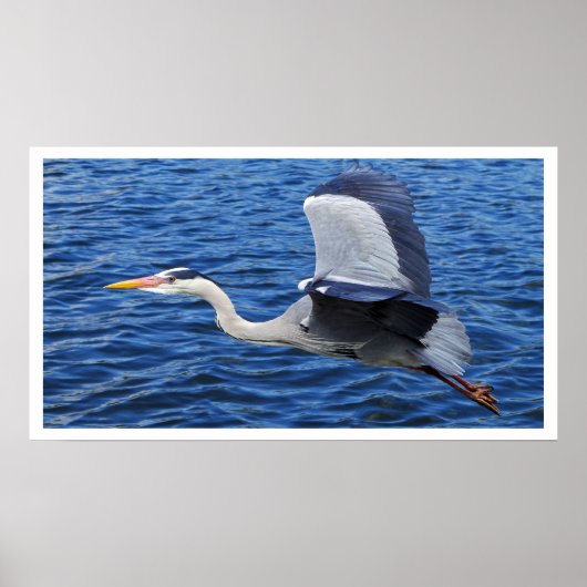 グレー・ヘロンのフライト・ポスター ポスター (正面)