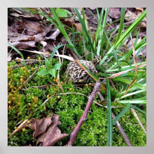 グレー・モレル・ポスター ポスター (正面)