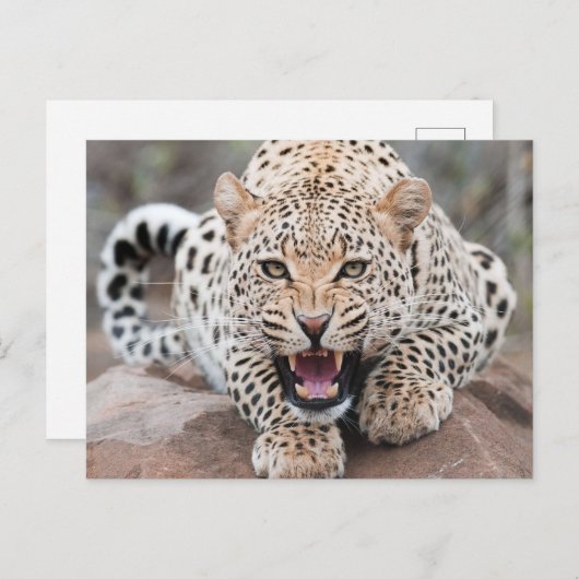 グロウルヒョウ獰猛顔 ポストカード (正面/裏面)