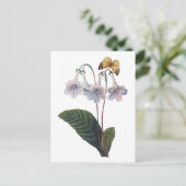 グロキシニアバイピエールジョセフレドゥテ ポストカード (スタンド正面)