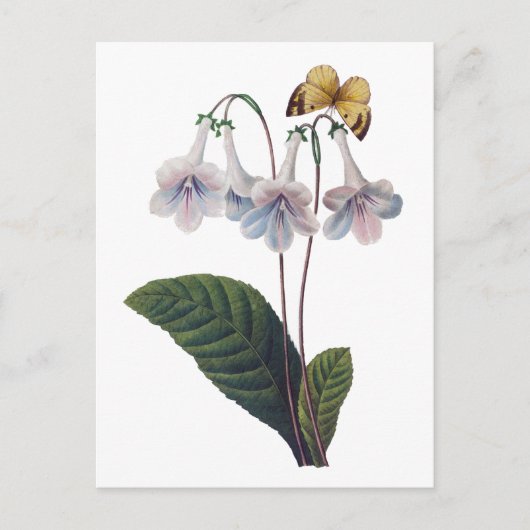 グロキシニアバイピエールジョセフレドゥテ ポストカード (正面)