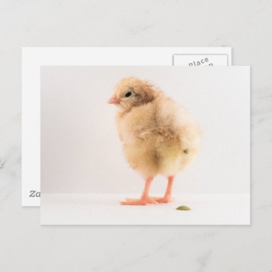 グロスベビーの雛の羽毛写真 ポストカード (正面/裏面)