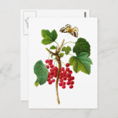 グロセイリアルージュバイピエールジョセフレドゥテ ポストカード (正面/裏面)