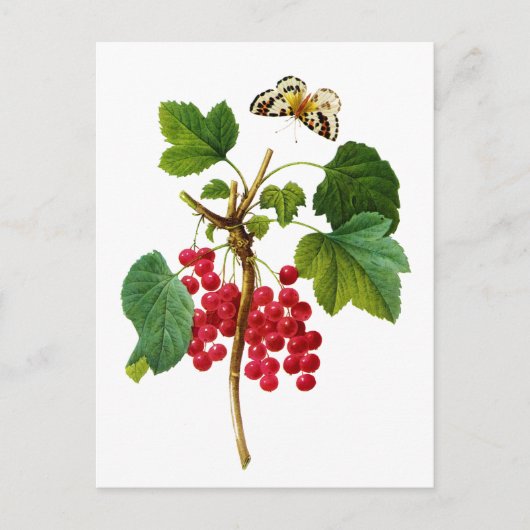 グロセイリアルージュバイピエールジョセフレドゥテ ポストカード (正面)