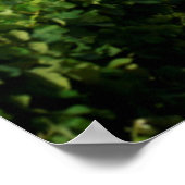 グロートコンスタンティアワインエステートのブドウ畑 ポスター (角)