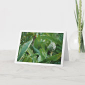 グローブアーティチョークアザミ工場 カード (正面)