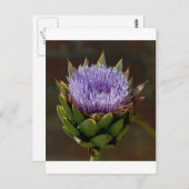 グローブアーティチョーク、Cynara Cardunculus、花。 ポストカード (正面/裏面)